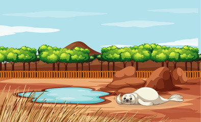 Scene with seal in the zoo