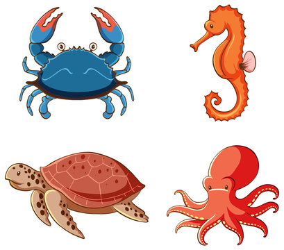 Isolated picture of sea animals