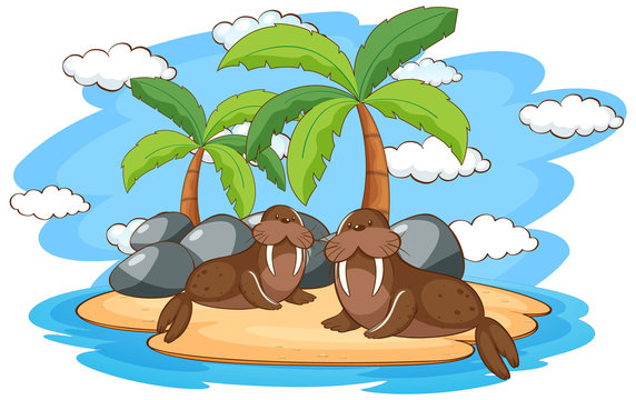 Scene with two walruses on island