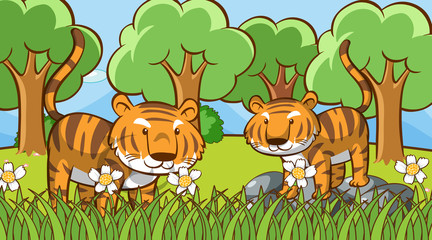 Scene with cute tigers in the forest