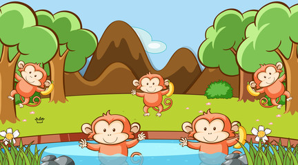 Scene with monkeys in the pond