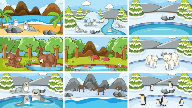 Background scenes of animals in the wild