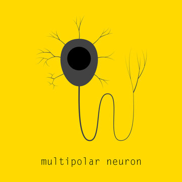 Structure of a motor neuron, vector illustration