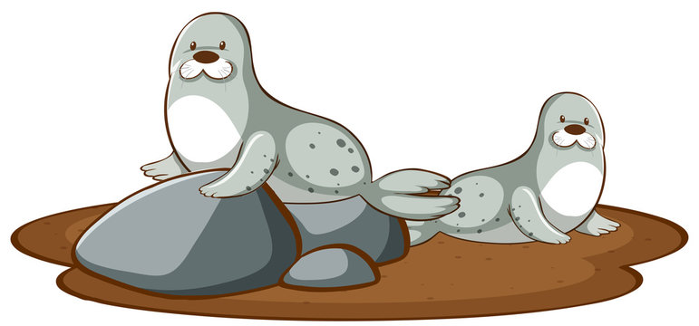Isolated picture of two seals