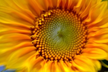 closeup of a sunflower