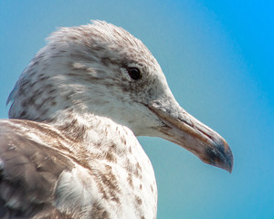 portrait of a seagull