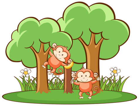 Scene with monkeys in forest