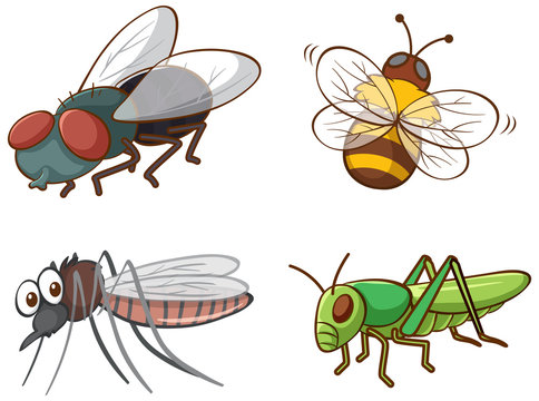 Isolated picture of different bugs
