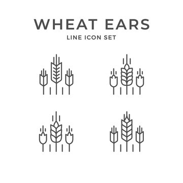 Set line icons of wheat ears