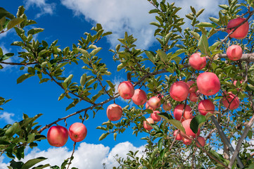 【青森津軽のりんご園】津軽の真っ赤なりんごは日本一。有袋栽培最後の着色中。