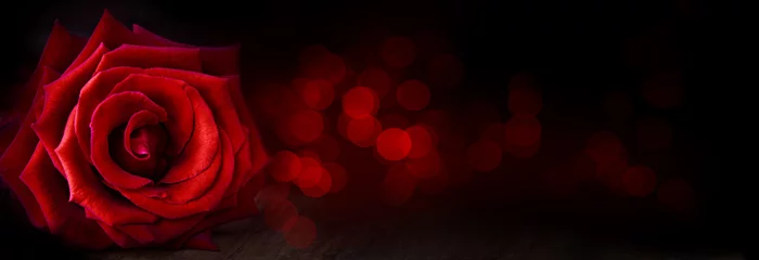 Rolgordijnen Abstracte bloem banner met rode roos op zwarte achtergrond, bokeh lichten - Valentijnsdag, Moederdag, verjaardag concept © Floydine