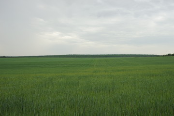 Green grass field under cloudy sky.