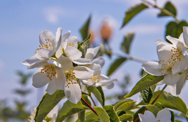 A delicate flower of Philadelphus. Yaroslavl. Beautiful summer day.