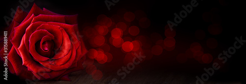 Abstract flower banner with red rose on black background, bokeh lights - Valentines, Mothers day, anniversary concept