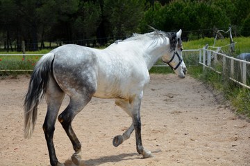 one white horse