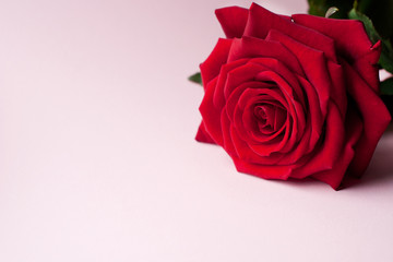 One red rose on a pink background. Valentine's Day