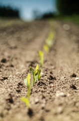Growth, close up of small plants growing up from soil over defocused nature background