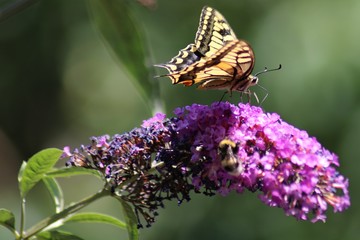 Swallowtail Butterfly on Bougainvillea Flower