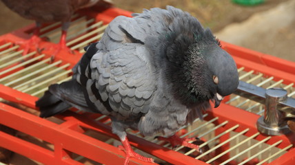 Fototapeta premium pigeons when sunbathing on their cages in the hot day