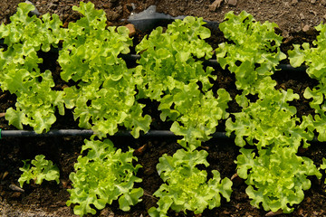 Organic green oak leaf lettuce plant with drip irrigation system.