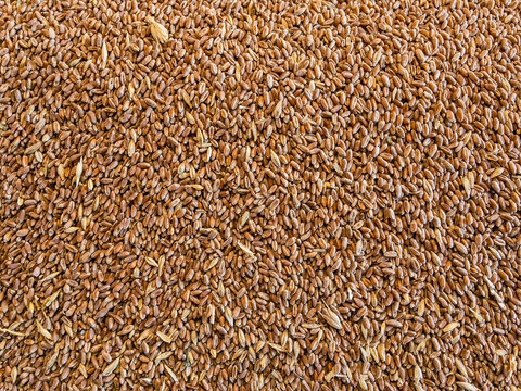  Wheat grains are flat on the surface. Background image.