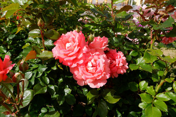 Several fresh beautiful pink roses on a rose bush closeup view