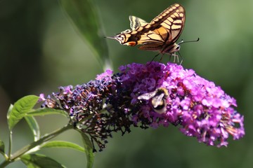 Swallowtail Butterfly on Bougainvillea Flower