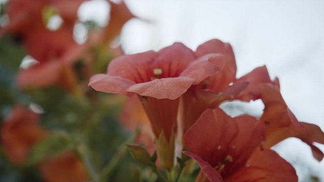 Flor Naranja con hormigas en su interior en la isla griega de hydra