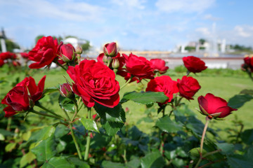 Fototapeta premium Group of fresh red or scarlet roses on a rose bush close up view
