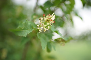 Hops branch blooming, flowers and green leaves.
