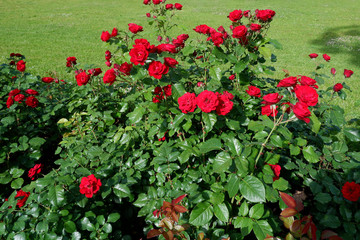 Fototapeta premium Group of fresh red or scarlet roses on a rose bush close up view