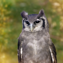Portrait of a Milky Eagle Owl