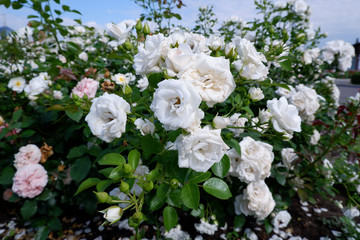 Obraz na płótnie Canvas Bunch of fresh white roses on a rose bush close up view