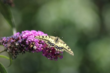 Swallowtail Butterfly on Bougainvillea Flower