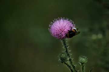 Hummel auf Blume