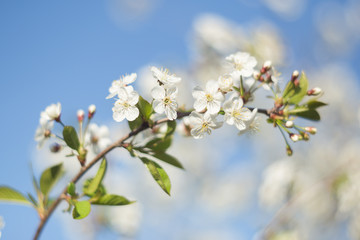 spring, cherry branch with flowers