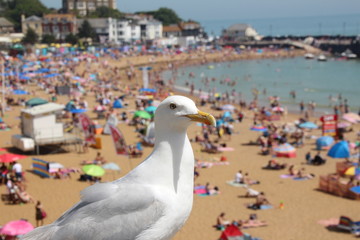Seagull