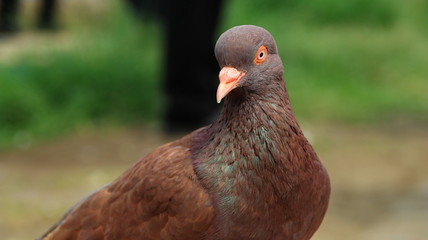 pigeons when sunbathing on their cages in the hot day