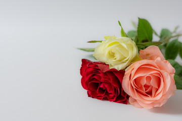 Three roses on a white surface