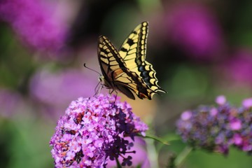 Butterfly (Swallowtail) on a flower (Bougainvillae)