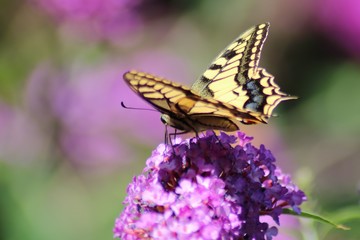 Swallowtail Butterfly on Bougainvillea Flower