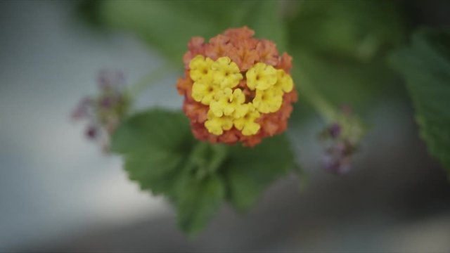 Peque&ntilde;a Flor Amarilla en la isla Griega de Hydra