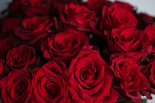 Natural red roses background. fresh dark red roses close up texture background.