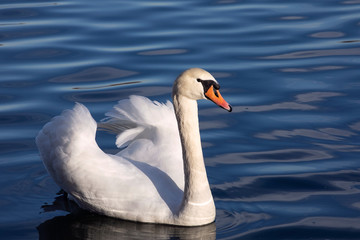 White majestic swan swim ahead  in rippling water. Mute Swan the middle of the water. Drops on wet head. Smooth background.