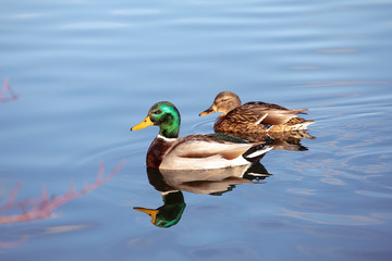 Pair of mallard ducks swimming in water. Wildlife, male defends the female. - obrazy, fototapety, plakaty