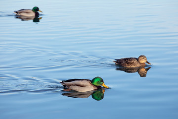 Some  Mallard Ducks play in the water. Wildlife, male and the female.