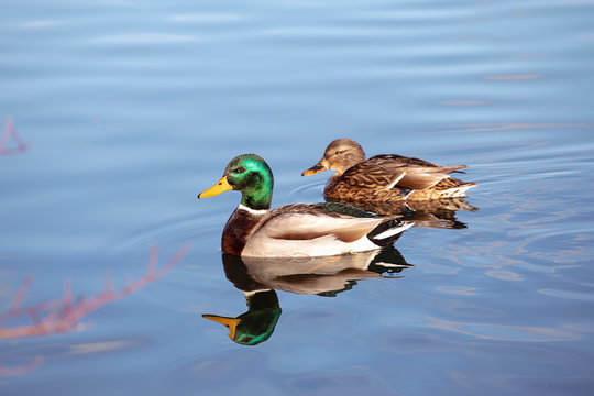 Pair of mallard ducks swimming in water. Wildlife, male defends the female.