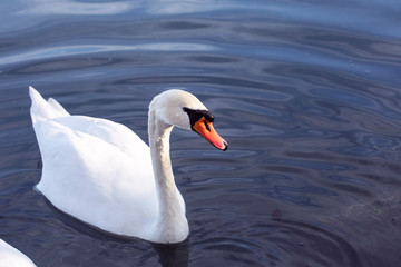 Obraz premium Mute swan silhouette in calm water. Beautiful white swan swim ahead. Close up.