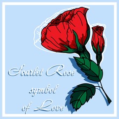 Vector illustration Flowers roses, red buds and green leaves. Set collection. Isolated on a white background. Ideal for paper and gift products.