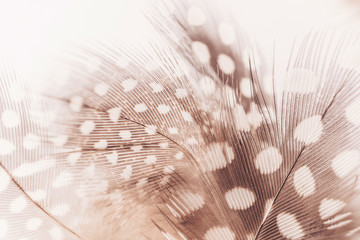 Decorative feathers to decorate women's clothing and accessories. Muted retro tones, background vintage image.